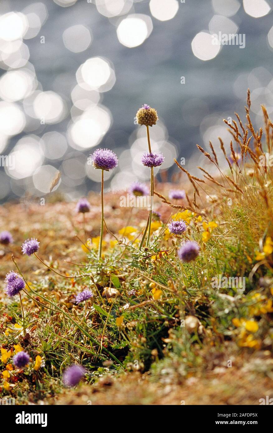 Channel Islands. Guernesey. L'île de Herm. Fleurs sauvages moutons bits sur la falaise. Banque D'Images