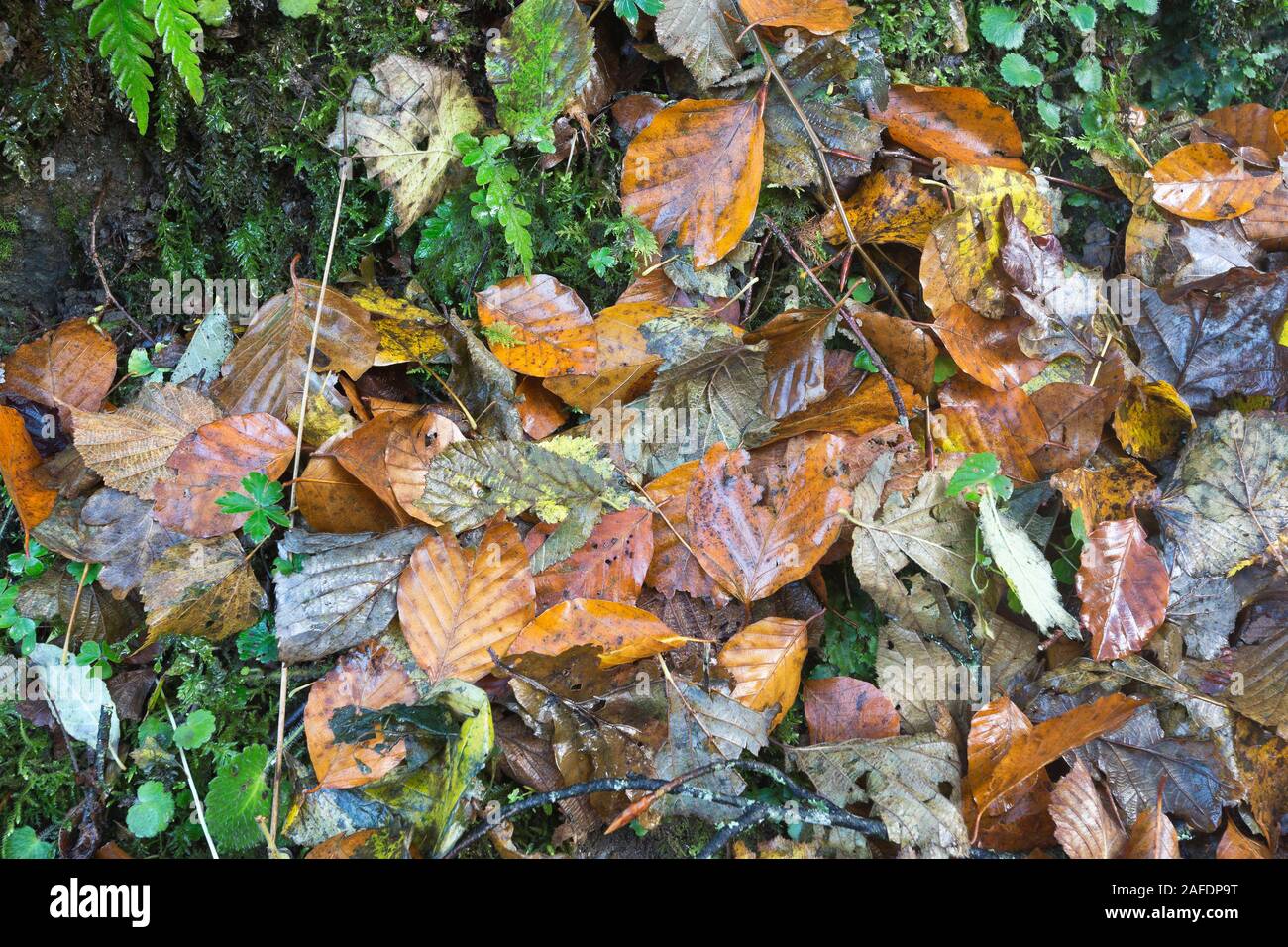 Situé sur la face nord de la Sierra del Sueve, et à seulement quatre kilomètres de la Mer Cantabrique, l'Biescona forêt a la caractéristique d'être l'abeille Banque D'Images