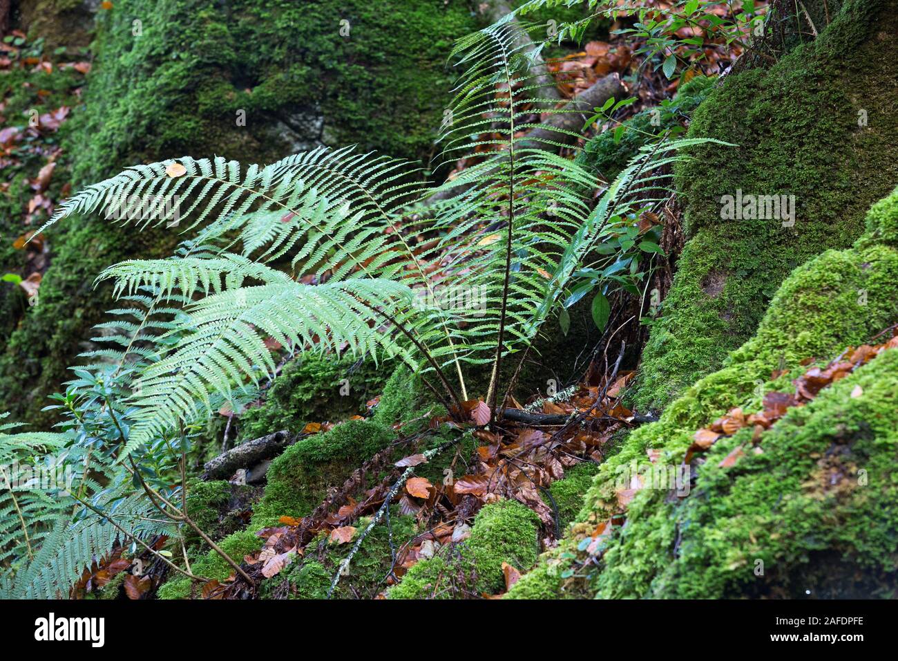 Situé sur la face nord de la Sierra del Sueve, et à seulement quatre kilomètres de la Mer Cantabrique, l'Biescona forêt a la caractéristique d'être l'abeille Banque D'Images