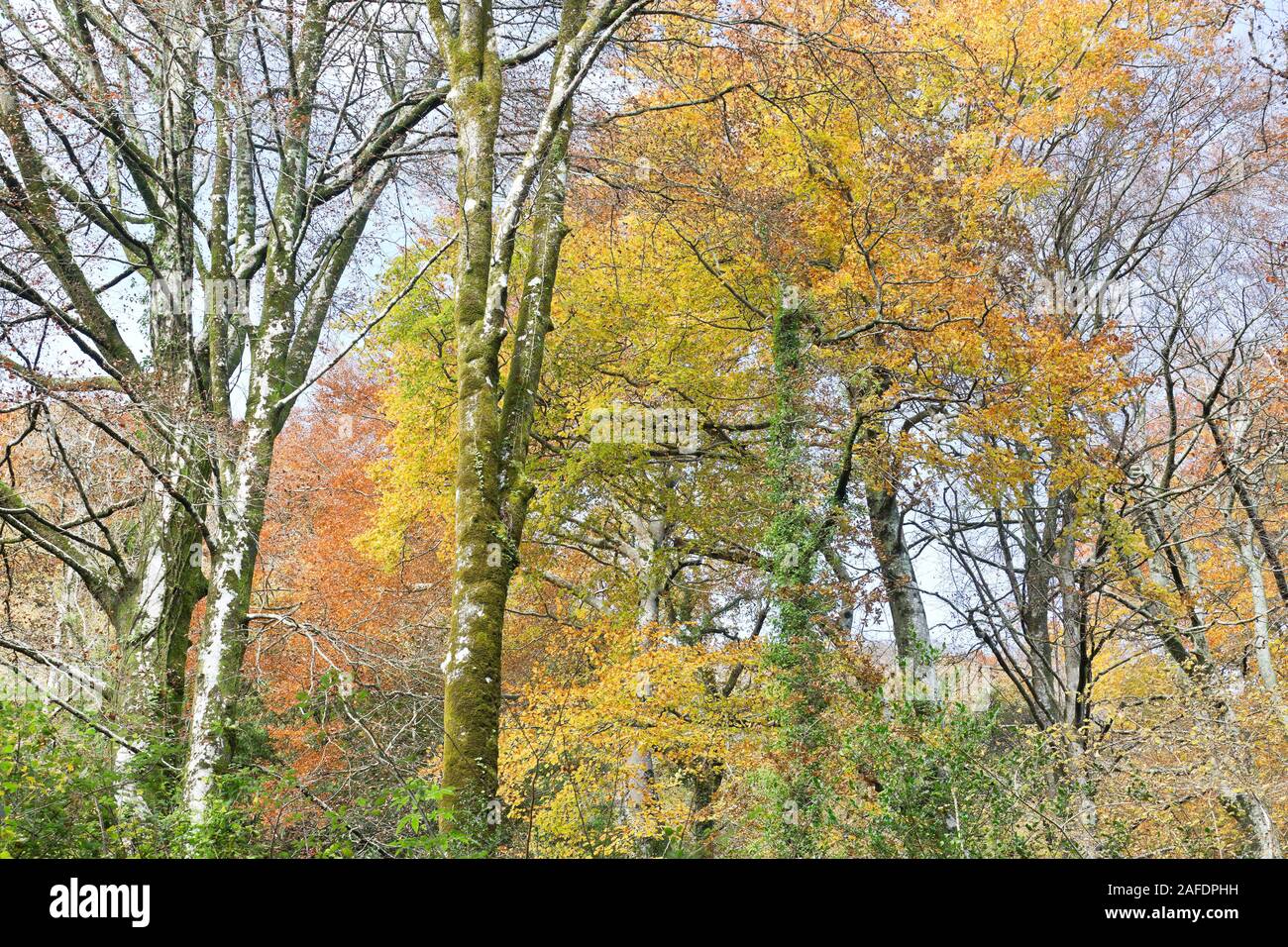 Situé sur la face nord de la Sierra del Sueve, et à seulement quatre kilomètres de la Mer Cantabrique, l'Biescona forêt a la caractéristique d'être l'abeille Banque D'Images