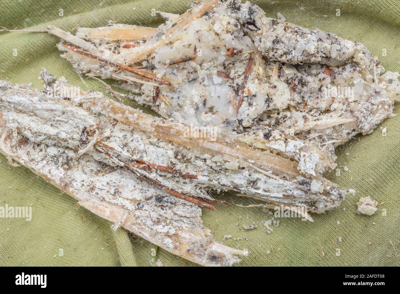 Macro close-up de la résine du pin de Monterey Pinus endommagé tempête / Pinus radiata. La résine est inflammable et utilisée pour l'éclairage des feux de survie d'urgence. Banque D'Images