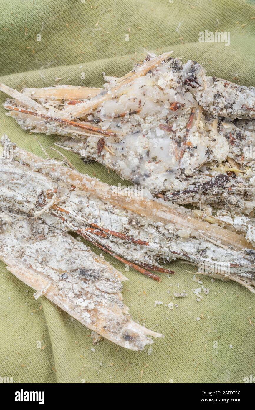 Macro close-up de la résine du pin de Monterey Pinus endommagé tempête / Pinus radiata. La résine est inflammable et utilisée pour l'éclairage des feux de survie d'urgence. Banque D'Images