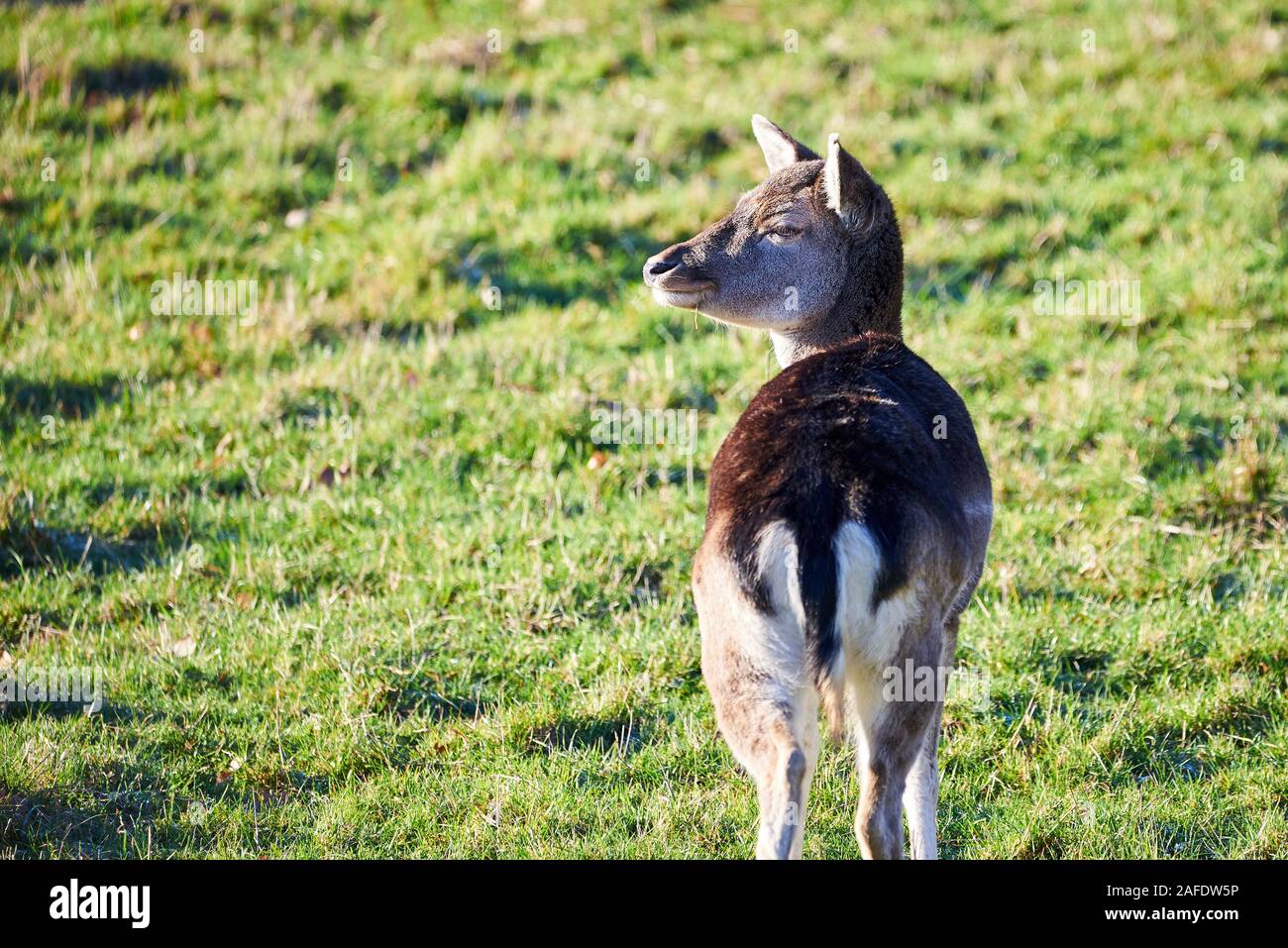 Belle Deer Standing on Meadow Banque D'Images