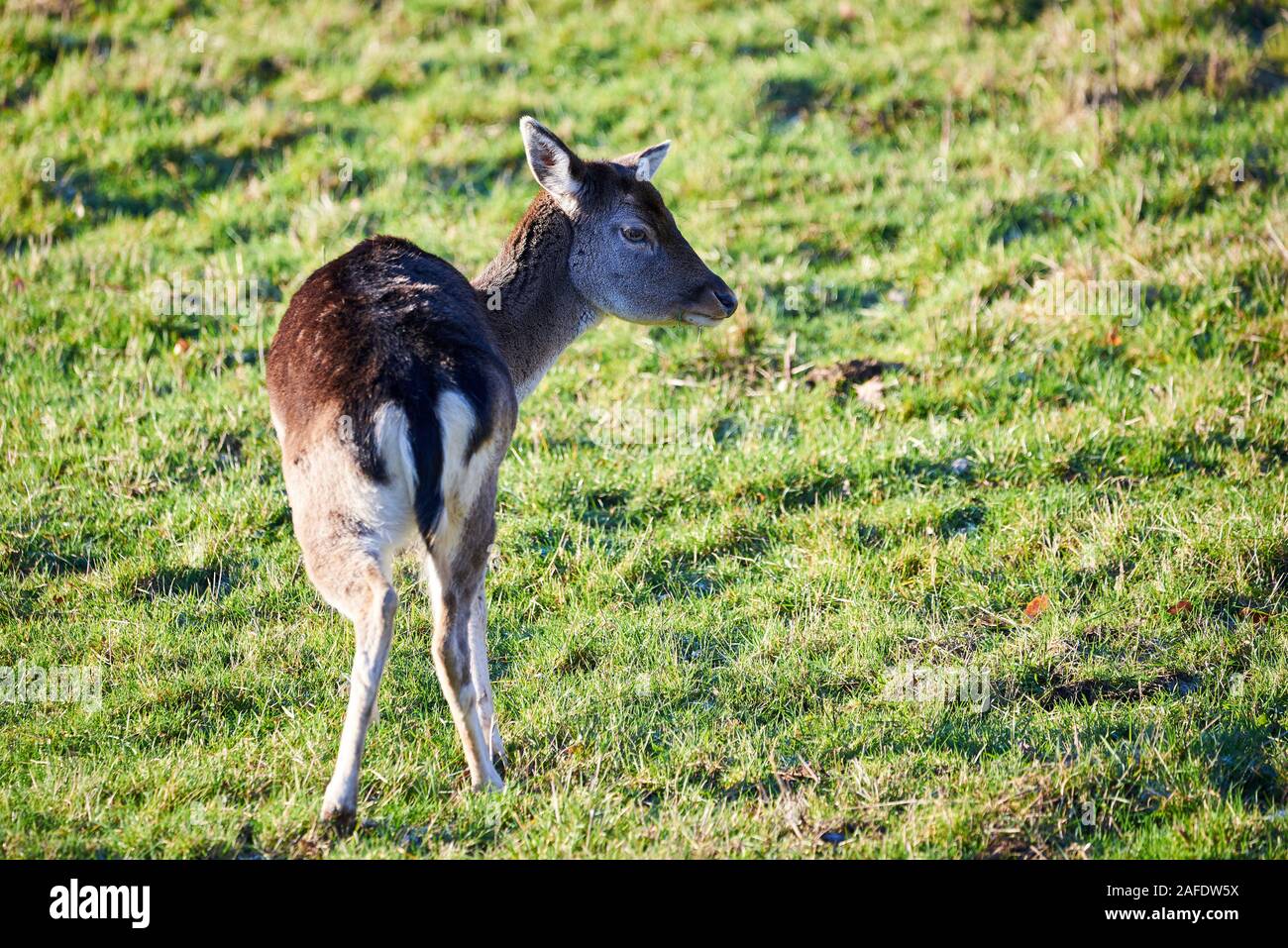 Belle Deer Standing on Meadow Banque D'Images