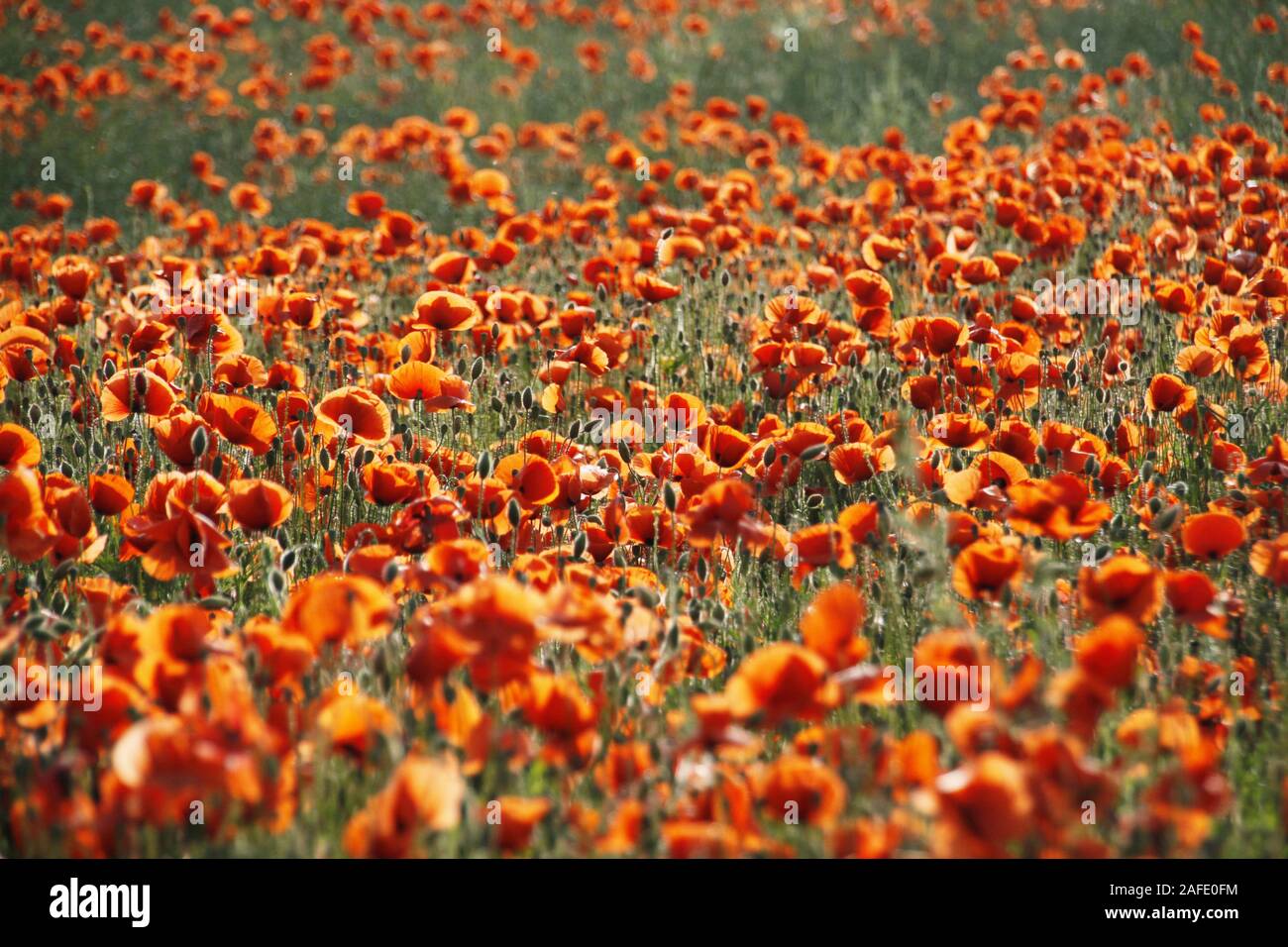 , Mohnfeld Mohnblumen, Coquelicot (Papaver rhoeas), Klatschmohn, Türkischer Mohn, Banque D'Images