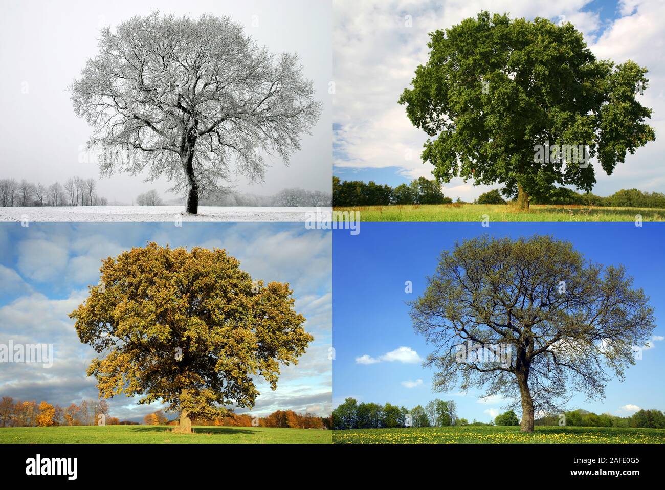 Stieleiche zu den 4 Jahreszeiten, Frühling, Sommer, Herbst und Winter, Bilder auch erhältlich, à l'unité Banque D'Images