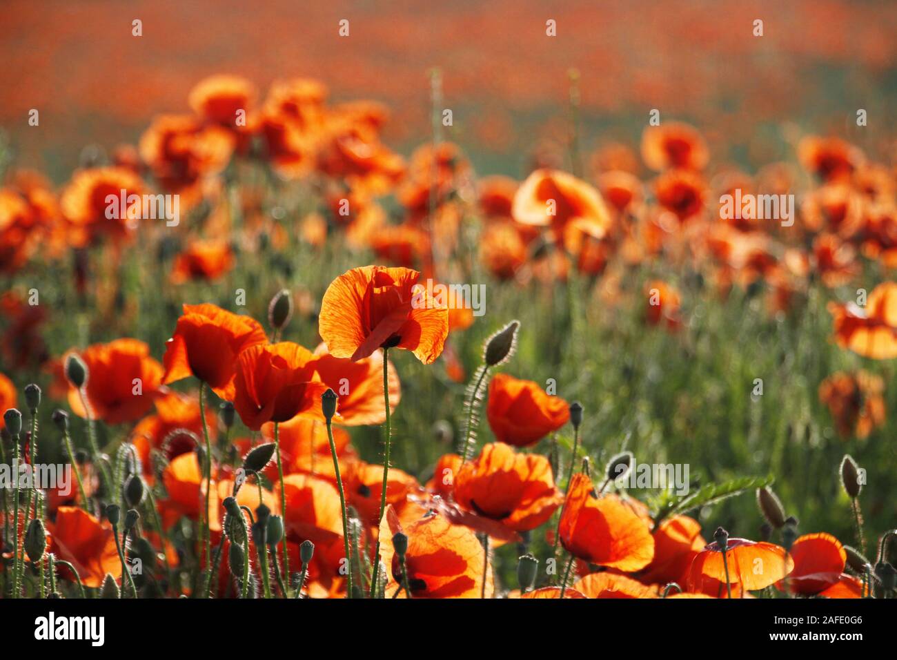 , Mohnfeld Mohnblumen, Coquelicot (Papaver rhoeas), Klatschmohn, Türkischer Mohn, Banque D'Images