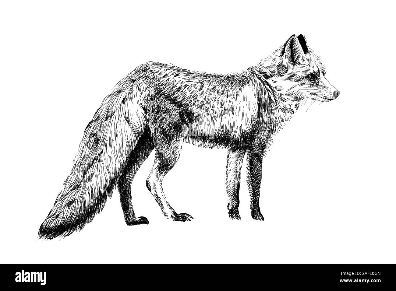 Fox dessiné à la main, croquis illustration monochrome graphique sur fond blanc (originaux, pas de traces) Banque D'Images