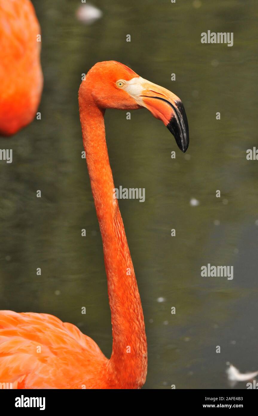 American Flamingo Banque D'Images