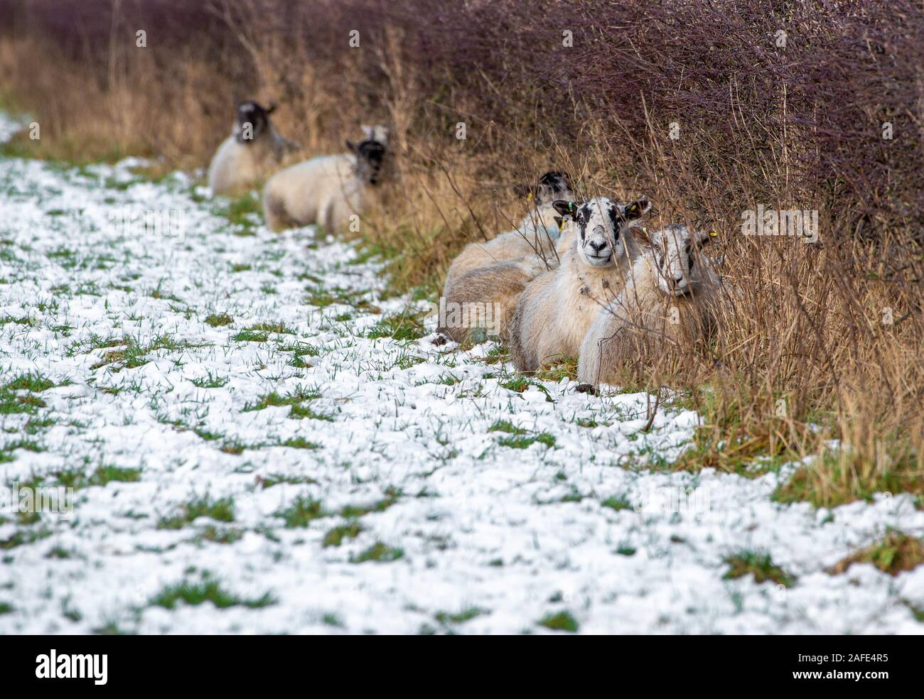 Whitewell, Clitheroe, Lancashire, Royaume-Uni. Le 15 décembre 2019. La recherche d'une brebis Mule peu d'abri dans la neige en bas de couverture à Whitewell, Clitheroe, Lancashire. Crédit : John Eveson/Alamy Live News Banque D'Images