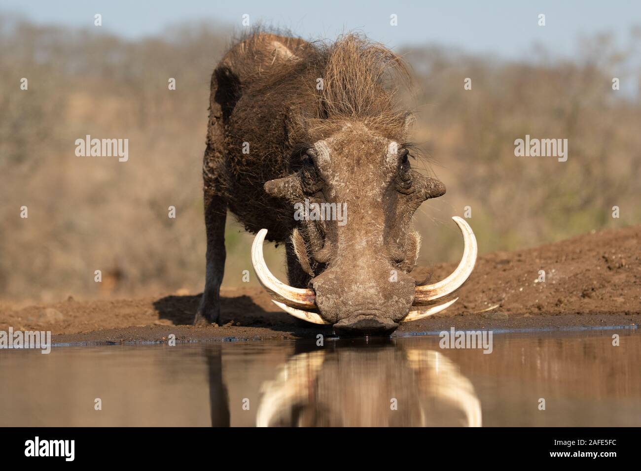 Vue en perspective d'une grenouille phacochère commun avec d'énormes potable tuskers à partir d'un pool Banque D'Images