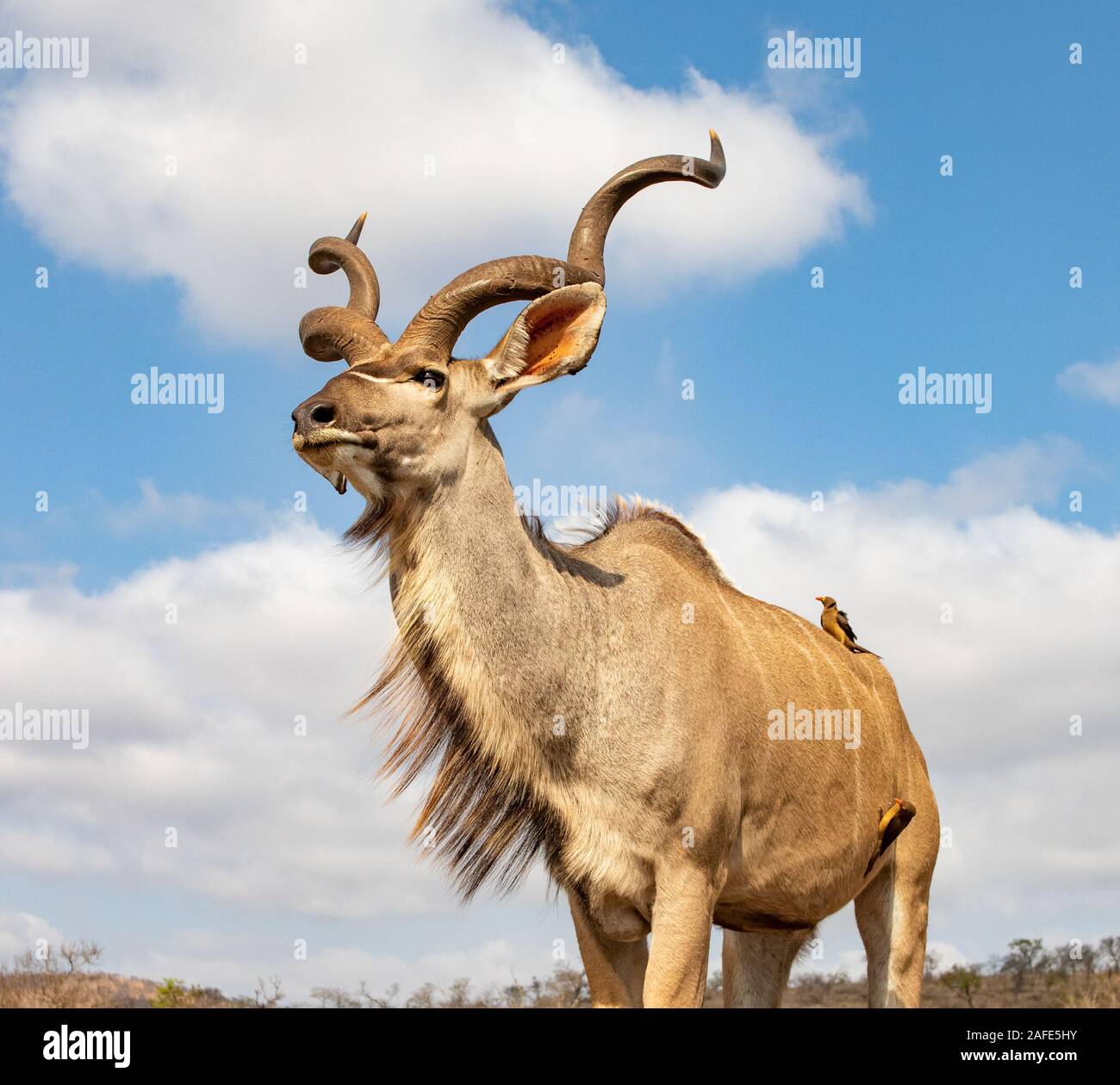 Vue en perspective d'une grenouille mâle mature nyala avec oxpeckers Banque D'Images