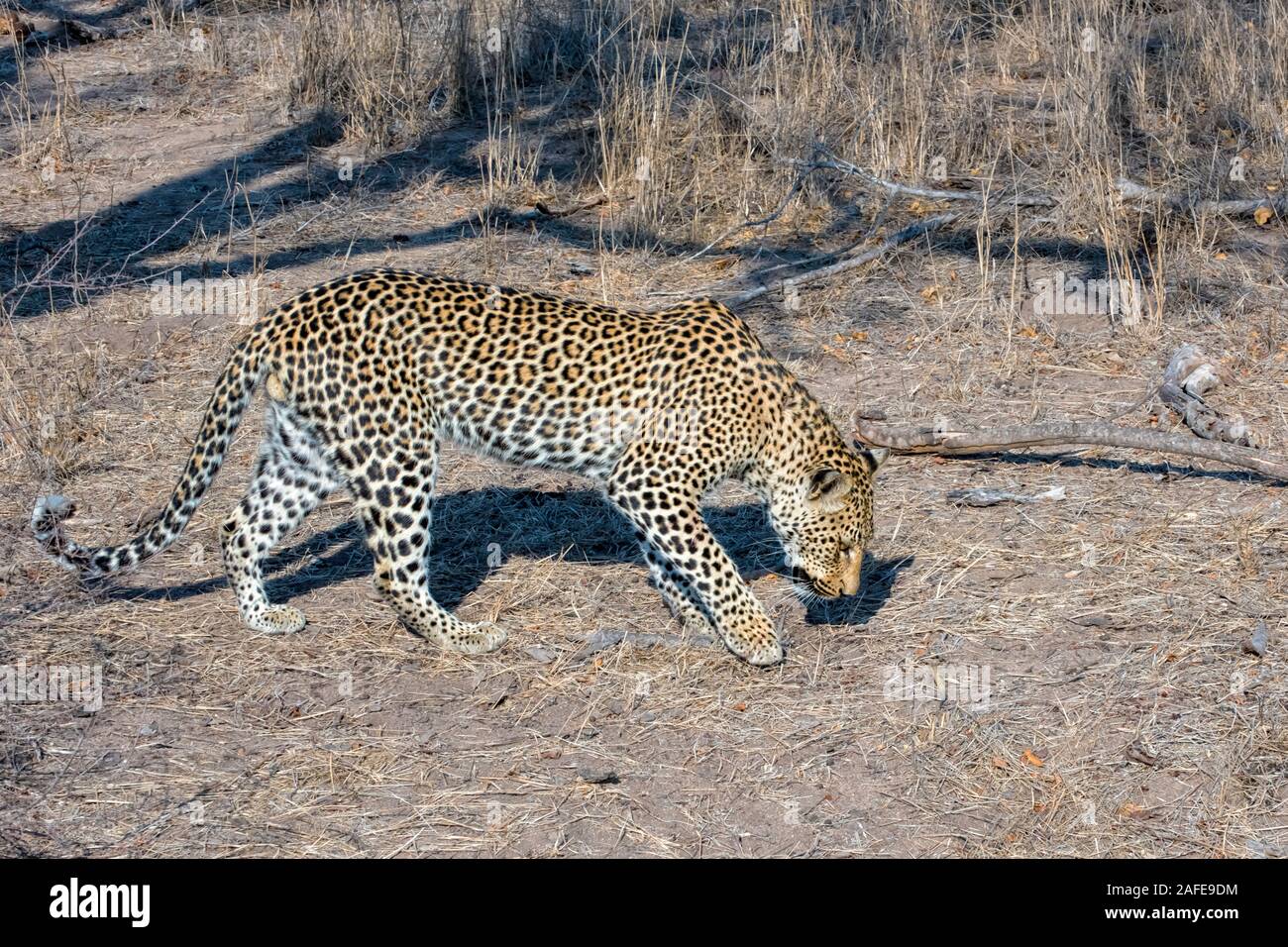Homme Leopard Tracking proie dans Mala Mala, Afrique du Sud Banque D'Images