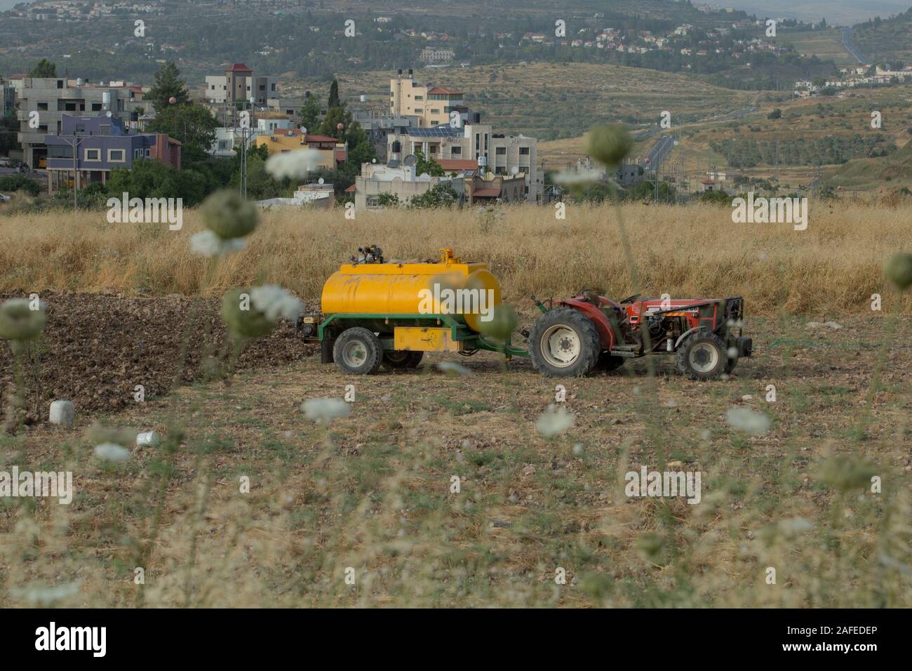 Les résidents palestiniens dans un champ pierreux infestés de mauvaises herbes sèches et les épines photographié en Cisjordanie près de Gidi Junction Palestine / Israël Banque D'Images