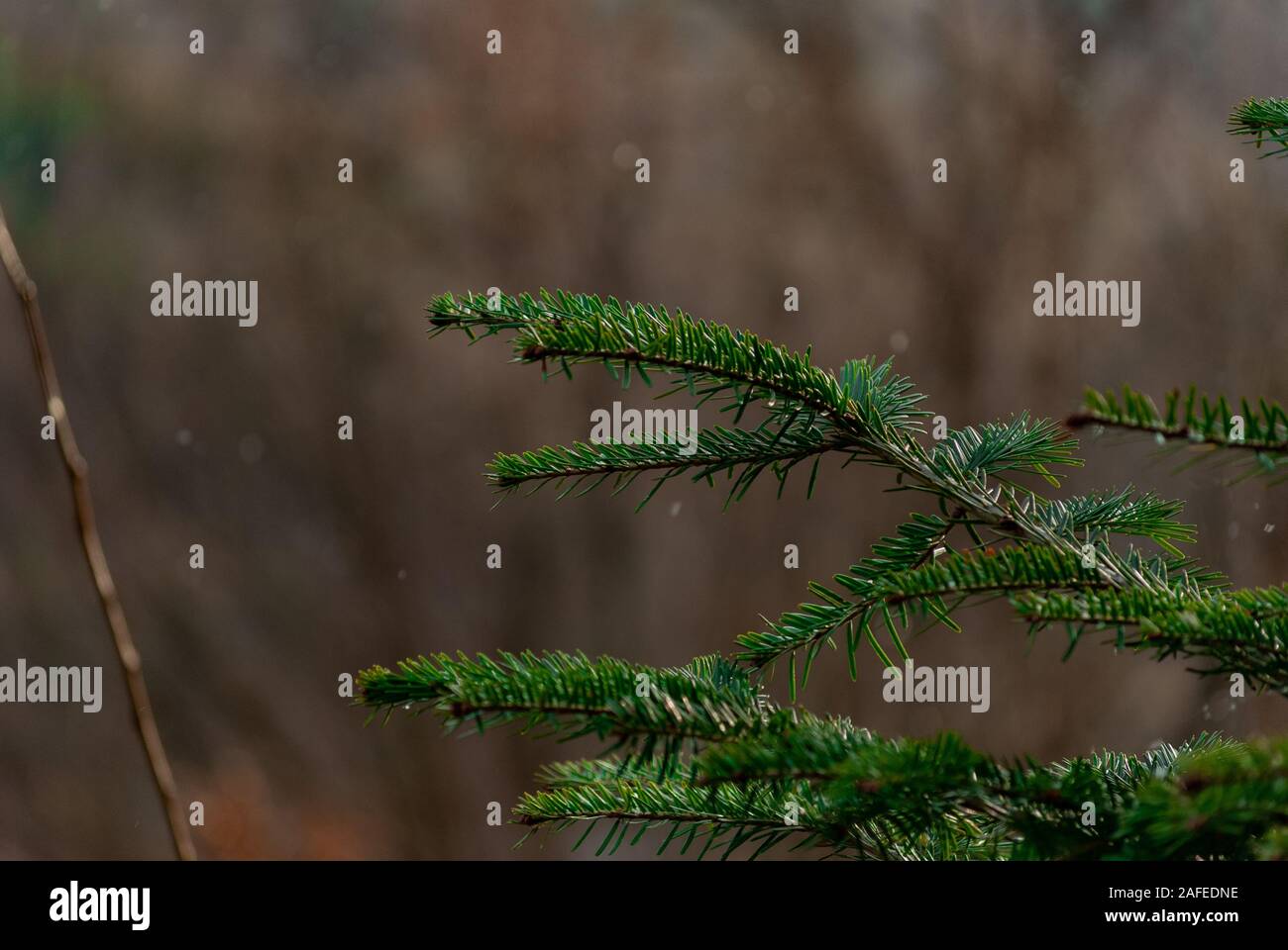 Certains arbre en forêt slovaque slovaque dans la nature. J'ai essayé de prendre quelques awsame détails. vous pouvez l'utiliser comme un contexte. . Banque D'Images