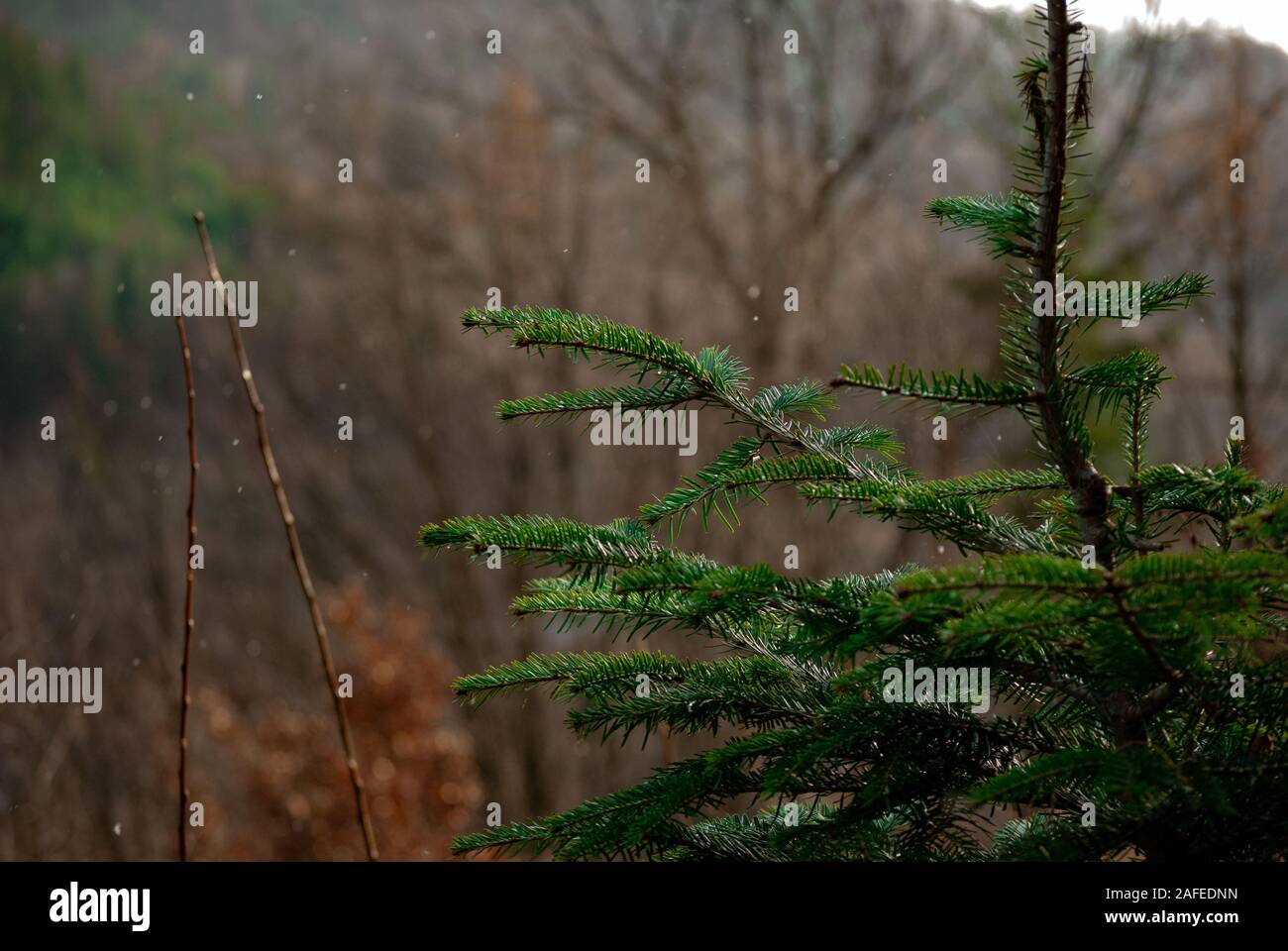 Certains arbre en forêt slovaque slovaque dans la nature. J'ai essayé de prendre quelques awsame détails. vous pouvez l'utiliser comme un contexte. Banque D'Images