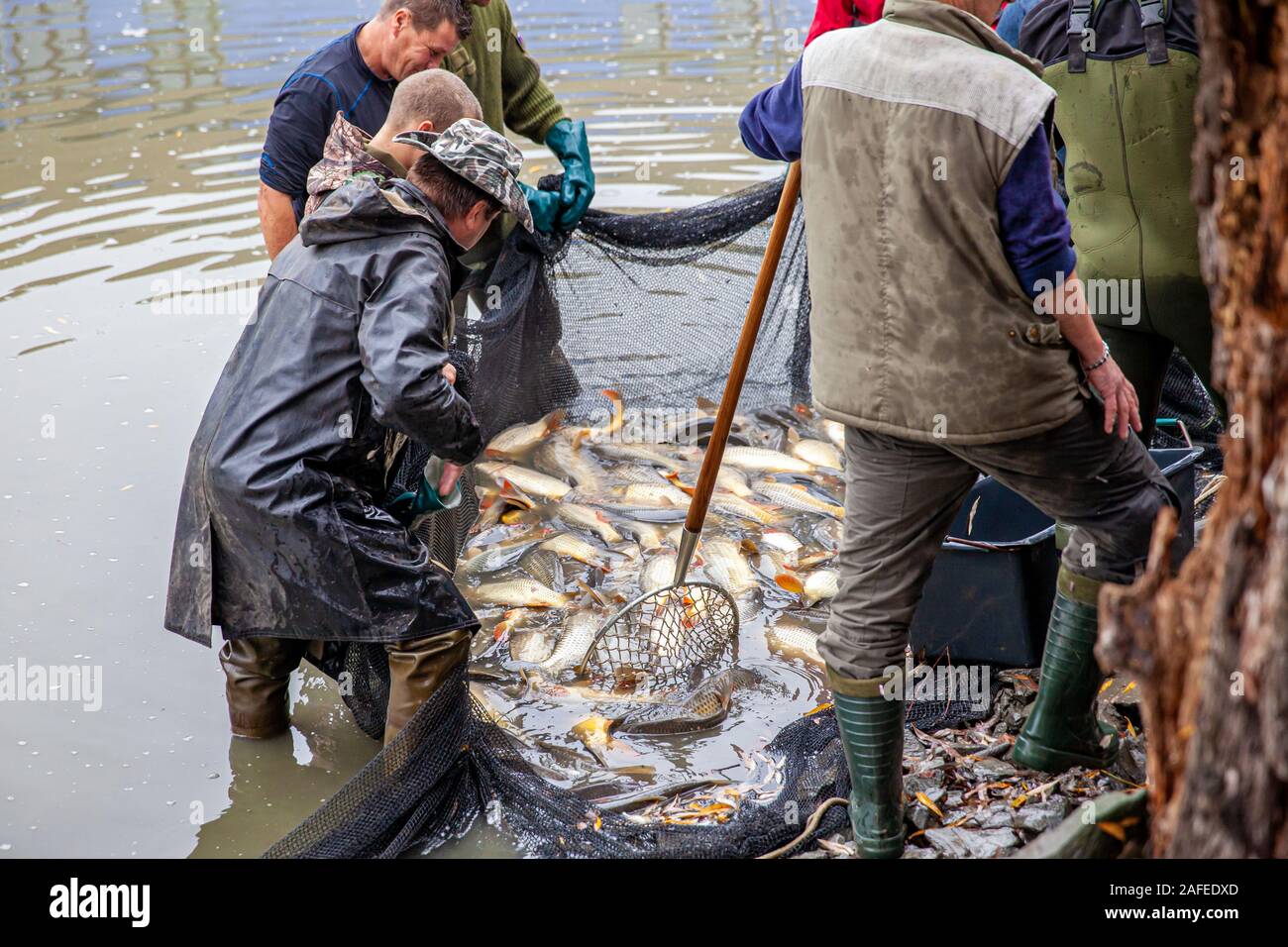 Hlusovice, République tchèque - Octouber 3, 2018 : la récolte de poissons tradicional Banque D'Images