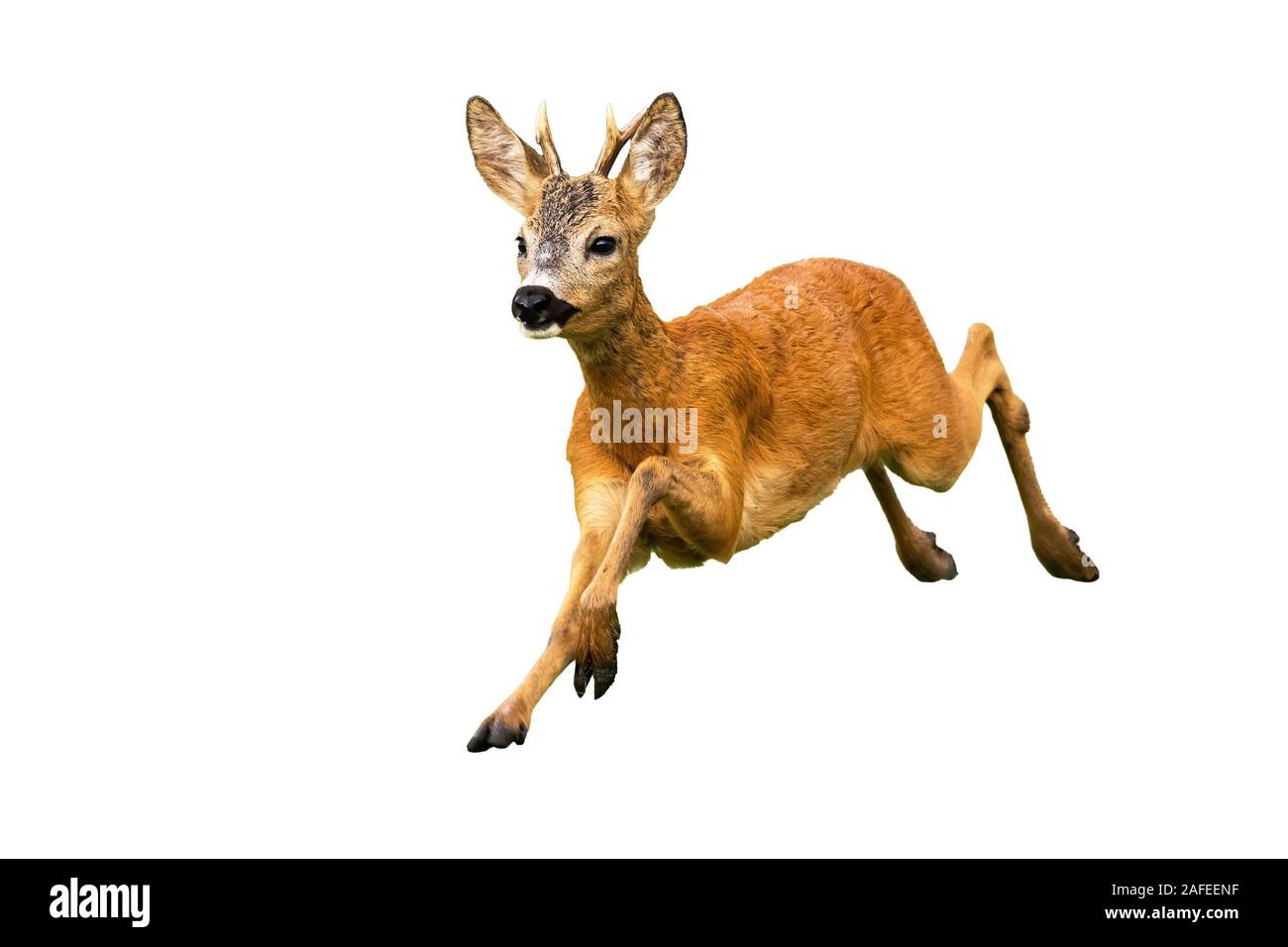 Chevreuil, Capreolus capreolus, buck exécutant isolé sur fond blanc Banque D'Images Chevreuil, Capreolus capreolus, buck exécutant isolé sur fond blanc Banque D'Images