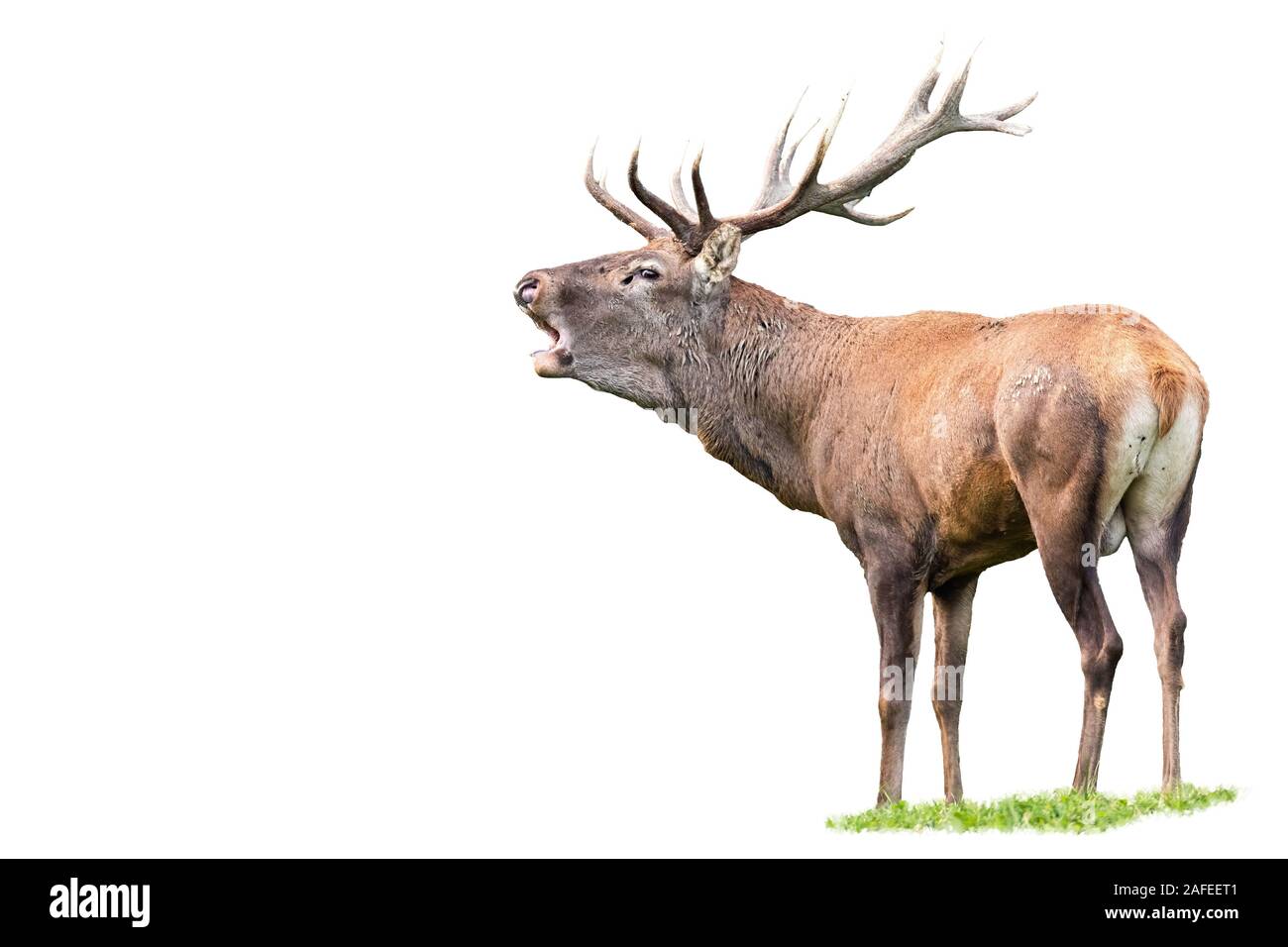 Red Deer, Cervus elaphus, stag avec bois roaring isolated on white Banque D'Images Red Deer, Cervus elaphus, stag avec bois roaring isolated on white Banque D'Images