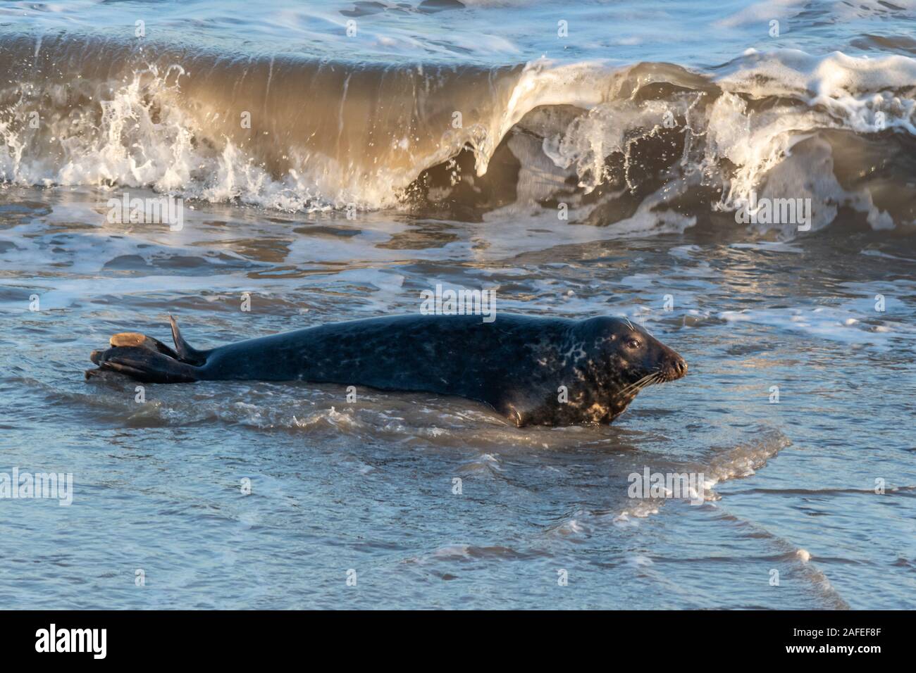 Horsey Beach colonie de phoques gris (Halichoerus grypus) à Norfolk, au Royaume-Uni, au cours de l'hiver (décembre) - Mâle seal dans la mer Banque D'Images