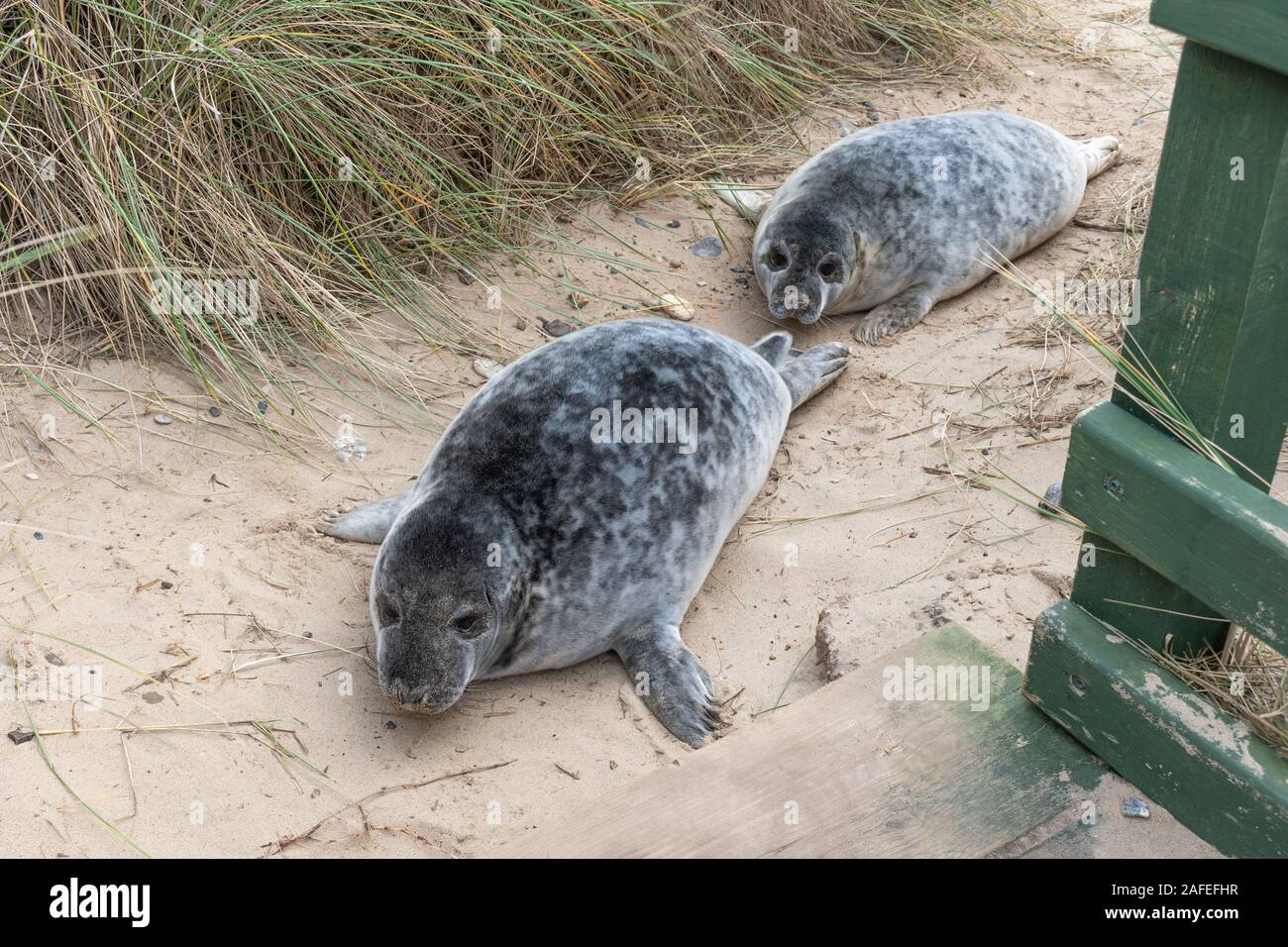 Horsey Beach colonie de phoques gris (Halichoerus grypus) à Norfolk, au Royaume-Uni, au cours de l'hiver (décembre) - deux petits sevrés Banque D'Images