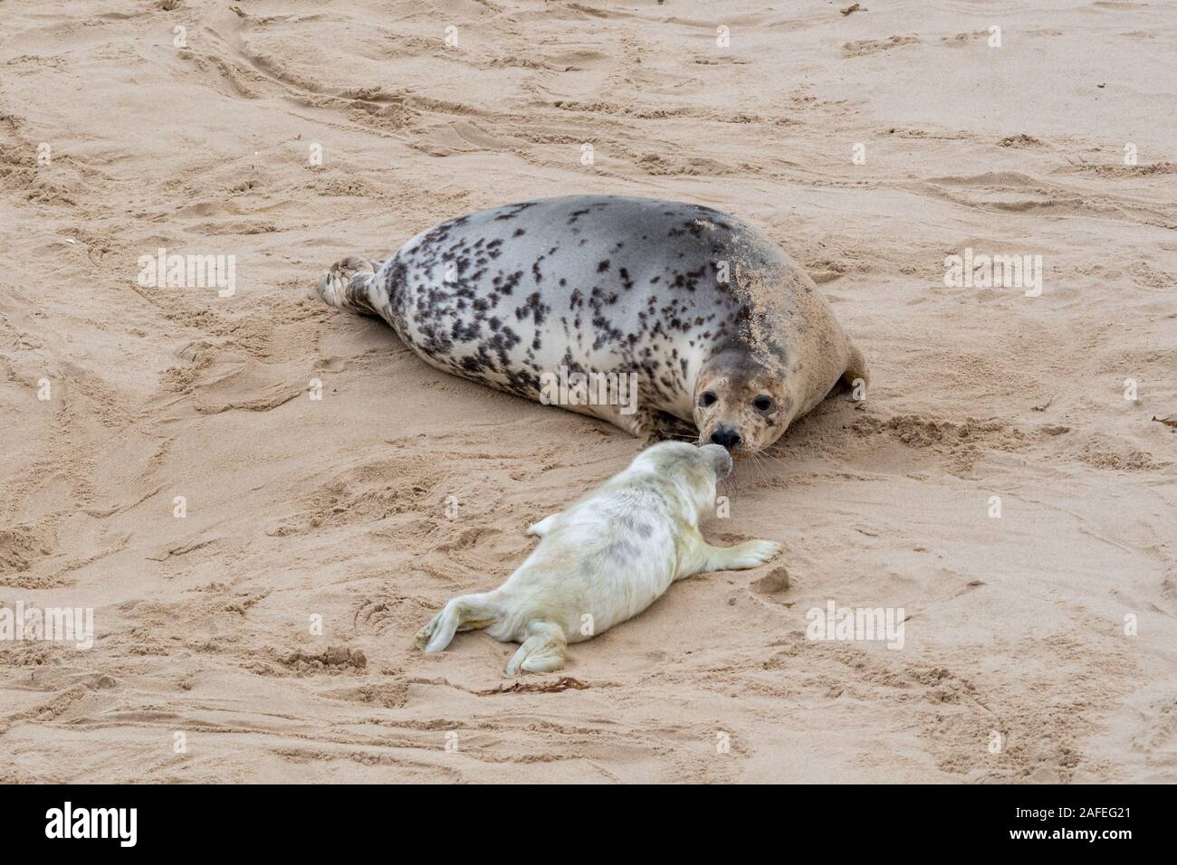 Horsey Beach colonie de phoques gris (Halichoerus grypus) à Norfolk, au Royaume-Uni, au cours de l'hiver (décembre) - la mère et les jeunes pup Banque D'Images