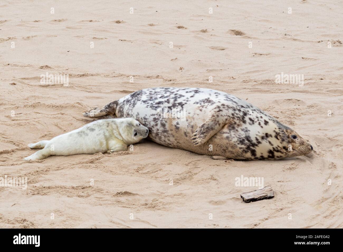 Horsey Beach colonie de phoques gris (Halichoerus grypus) à Norfolk, au Royaume-Uni, au cours de l'hiver (décembre) - mère suckling jeune chiot Banque D'Images