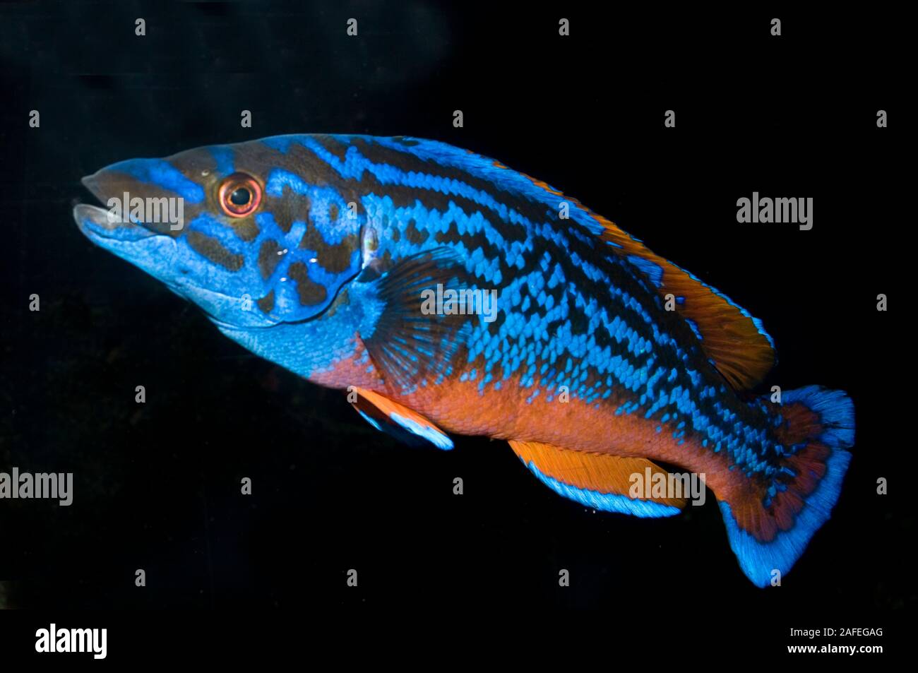 Cuckoo Wrasse, Labrus bimaculatus, homme. Banque D'Images