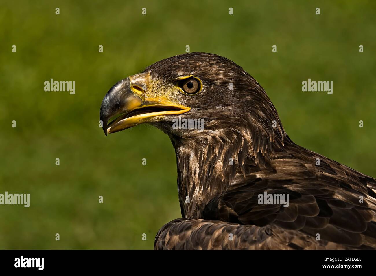 Aigle à tête blanche Banque D'Images