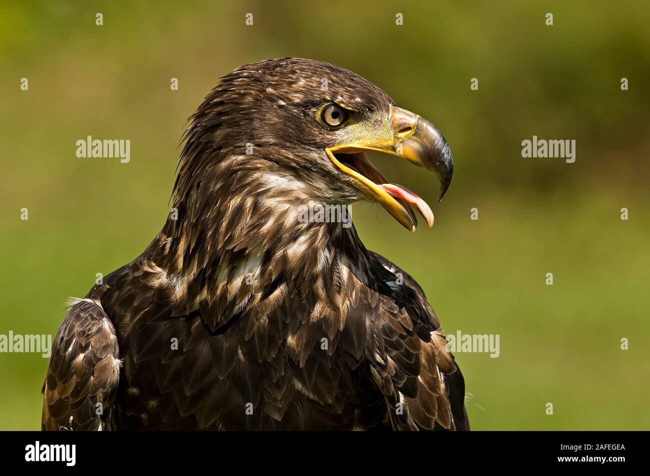 Aigle à tête blanche Banque D'Images