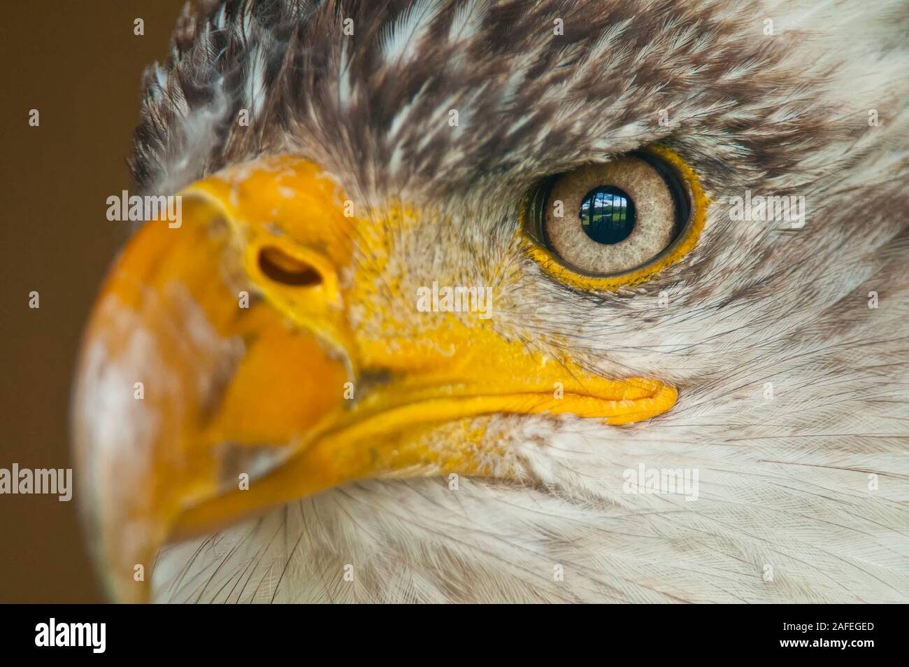 Aigle à tête blanche Banque D'Images