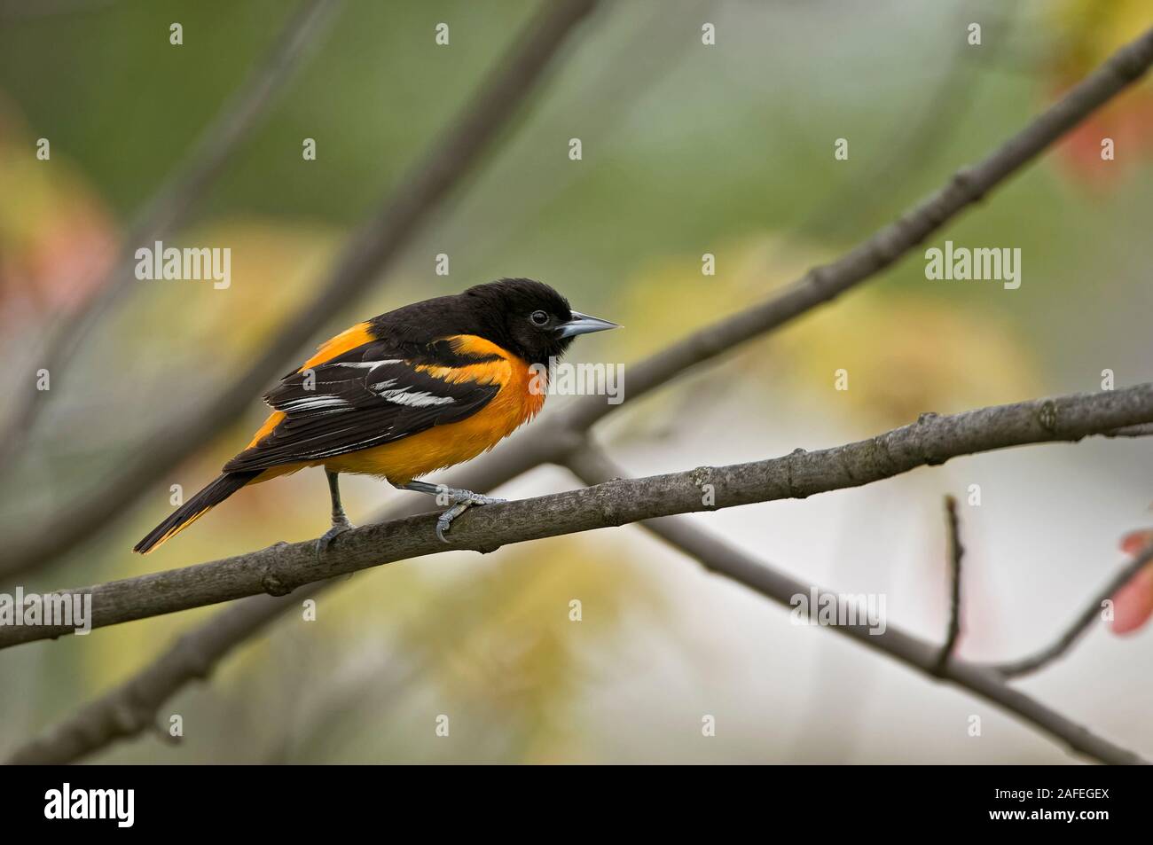 L'Oriole de Baltimore masculins dans les arbres Banque D'Images