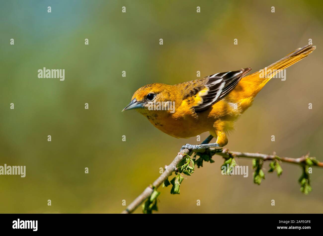 Oriole du Nord femelle Banque D'Images