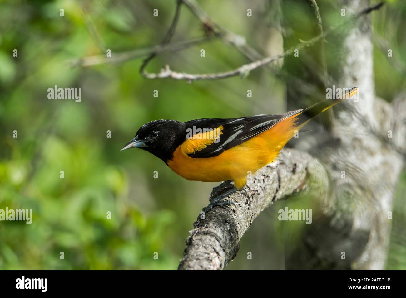 L'Oriole de Baltimore masculins dans les arbres Banque D'Images