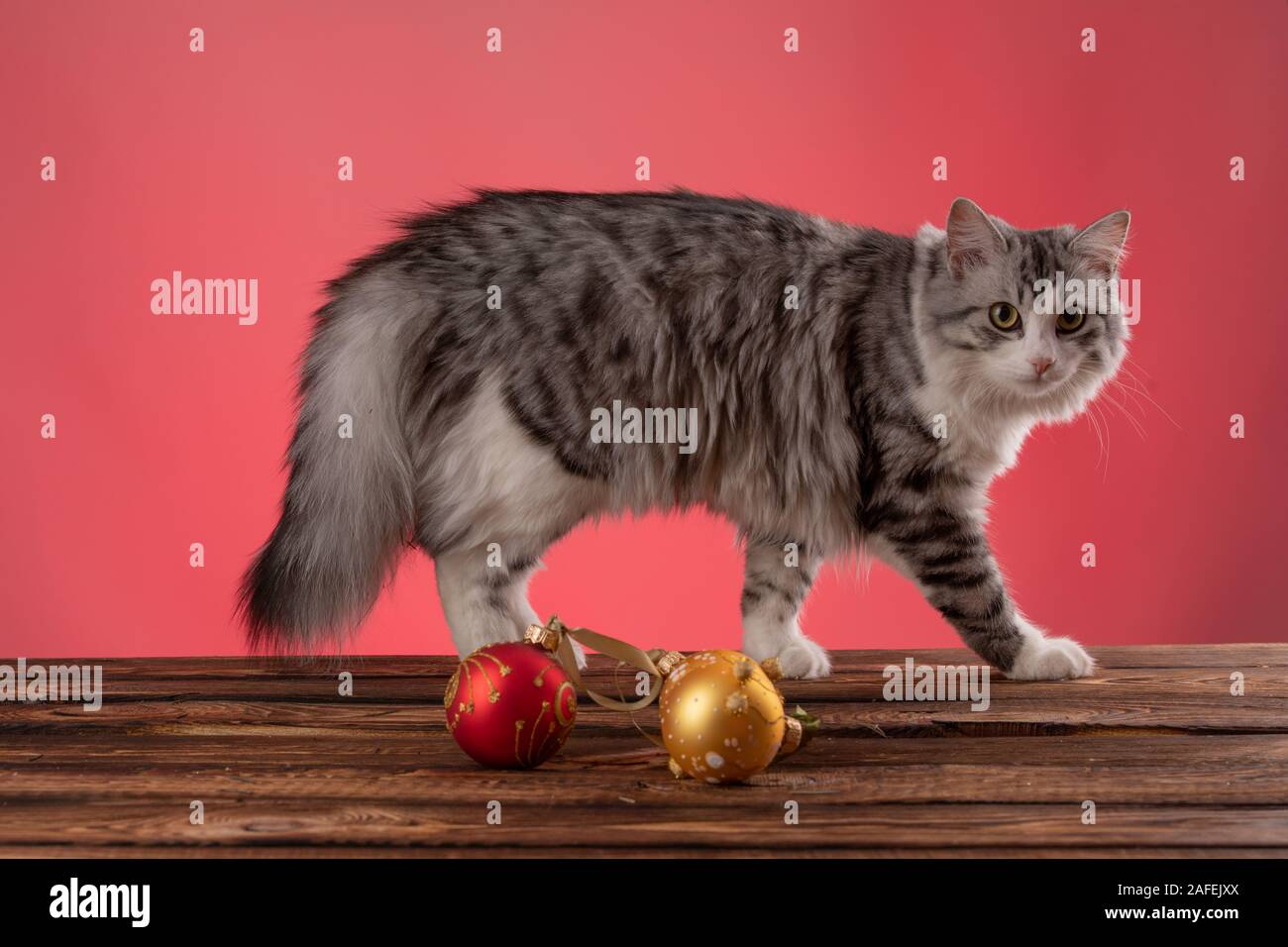 Chaton gris blanc avec des décorations de Noël sur fond rouge Banque D'Images