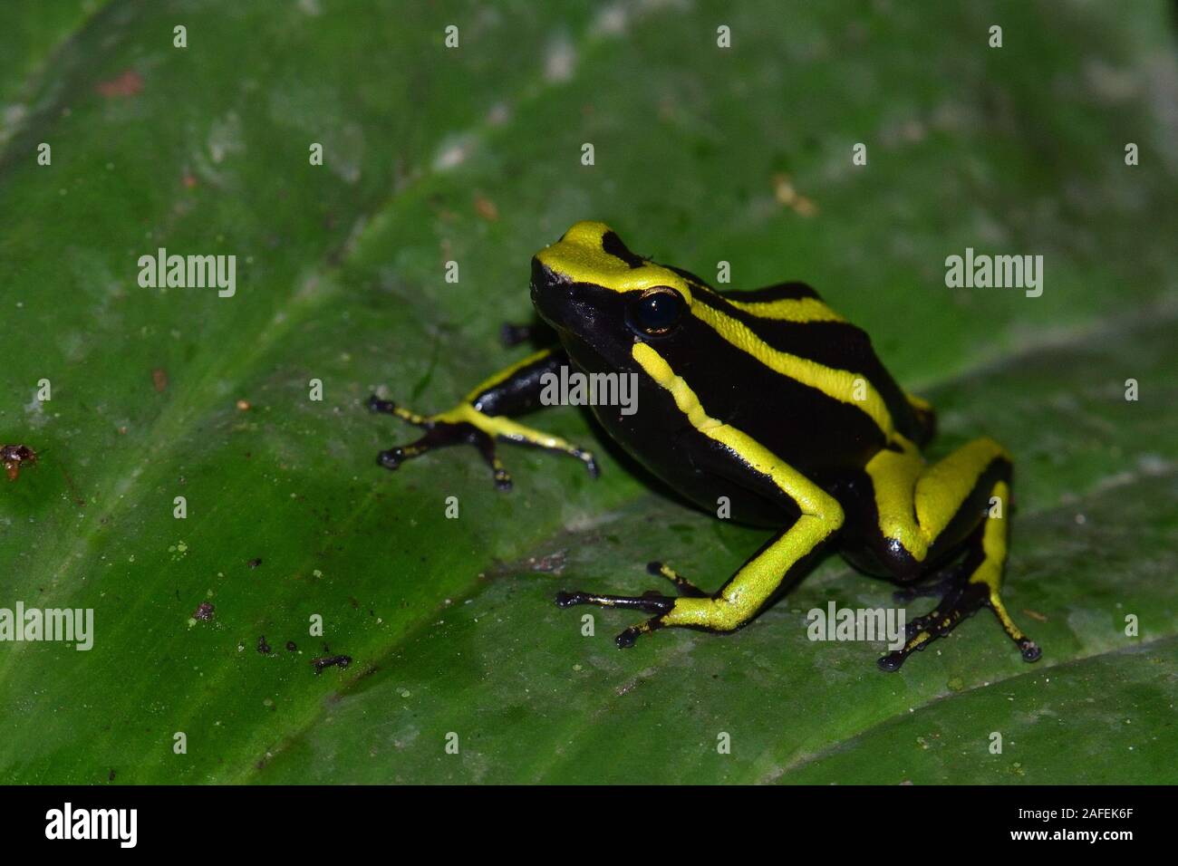 Un trois-striped frog Poison en forêt amazonienne Banque D'Images