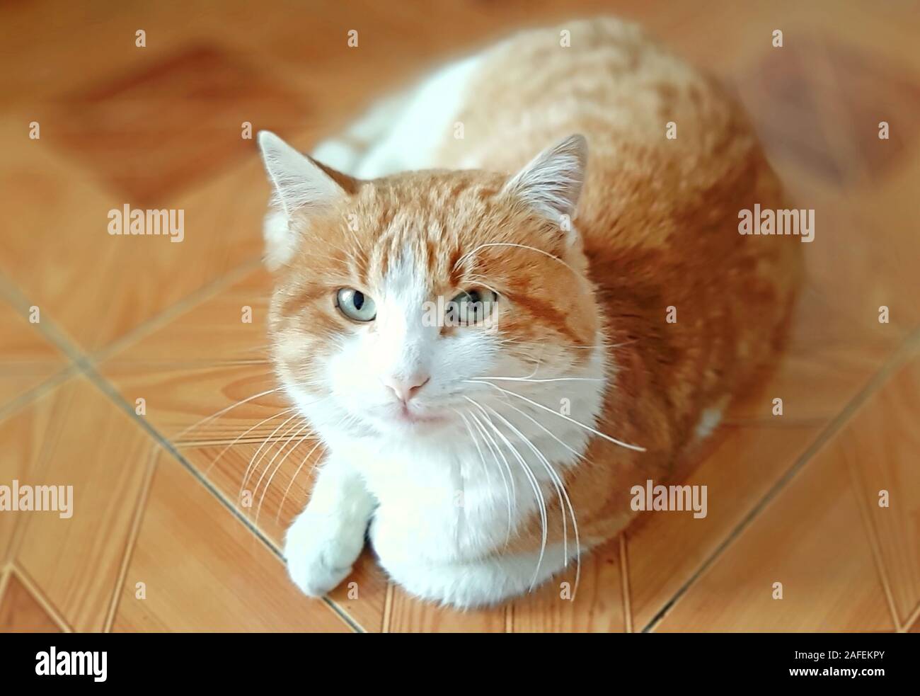 Beau chat portrait sur le fond brun Banque D'Images