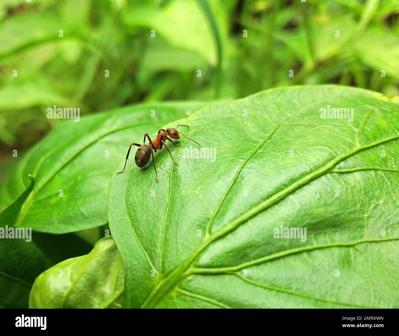 Un grand ant sur une feuille my sushi Banque D'Images