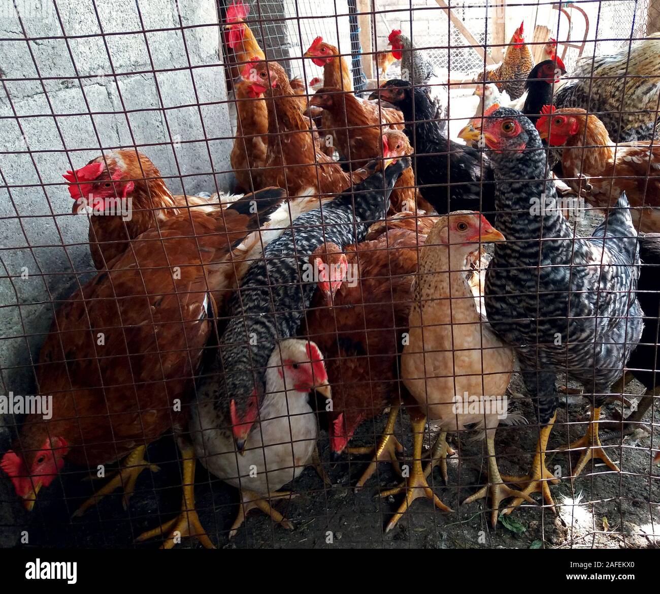 Un grand nombre de poules s'attendent à leur donner de la nourriture Banque D'Images
