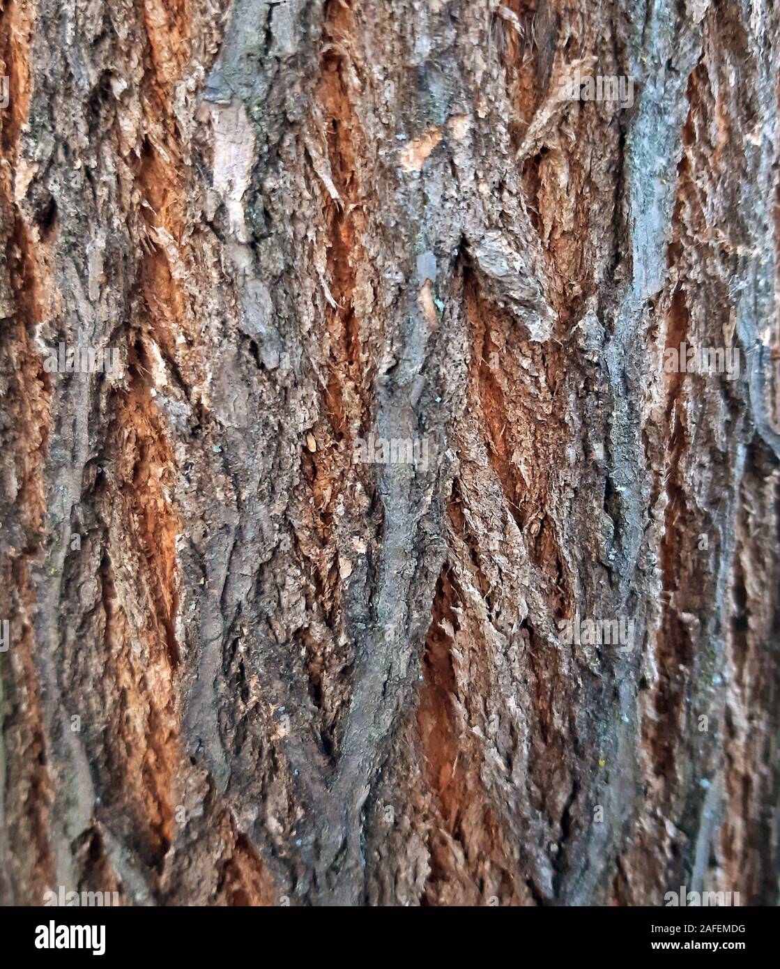 Tronc d'arbre écorce bois 11 x 13 cm