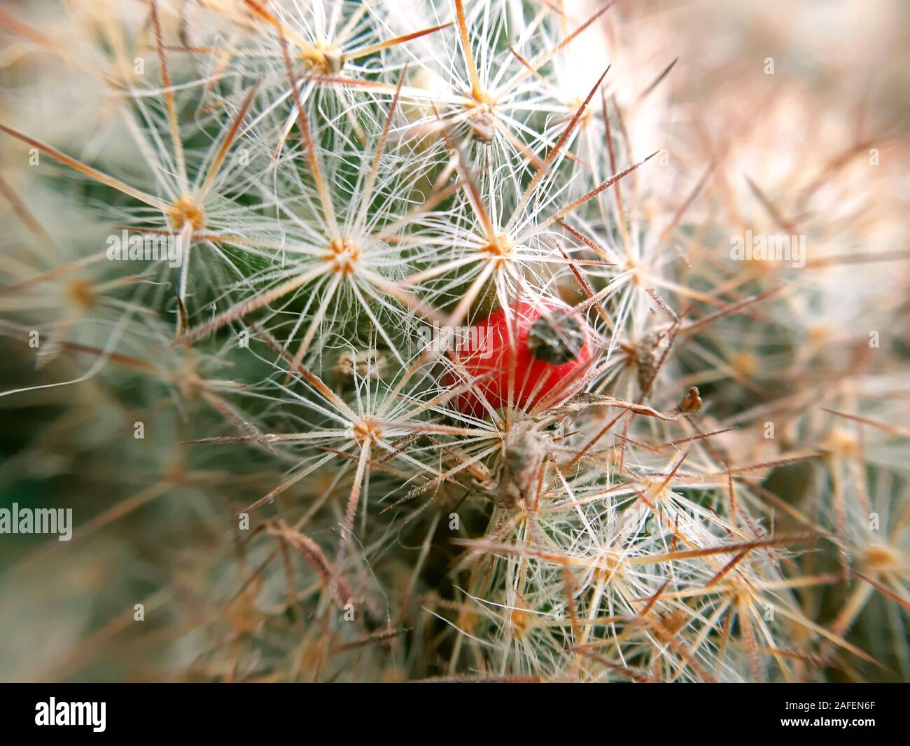 Graines de cactus pod. Petit fruit de cactus close up Banque D'Images