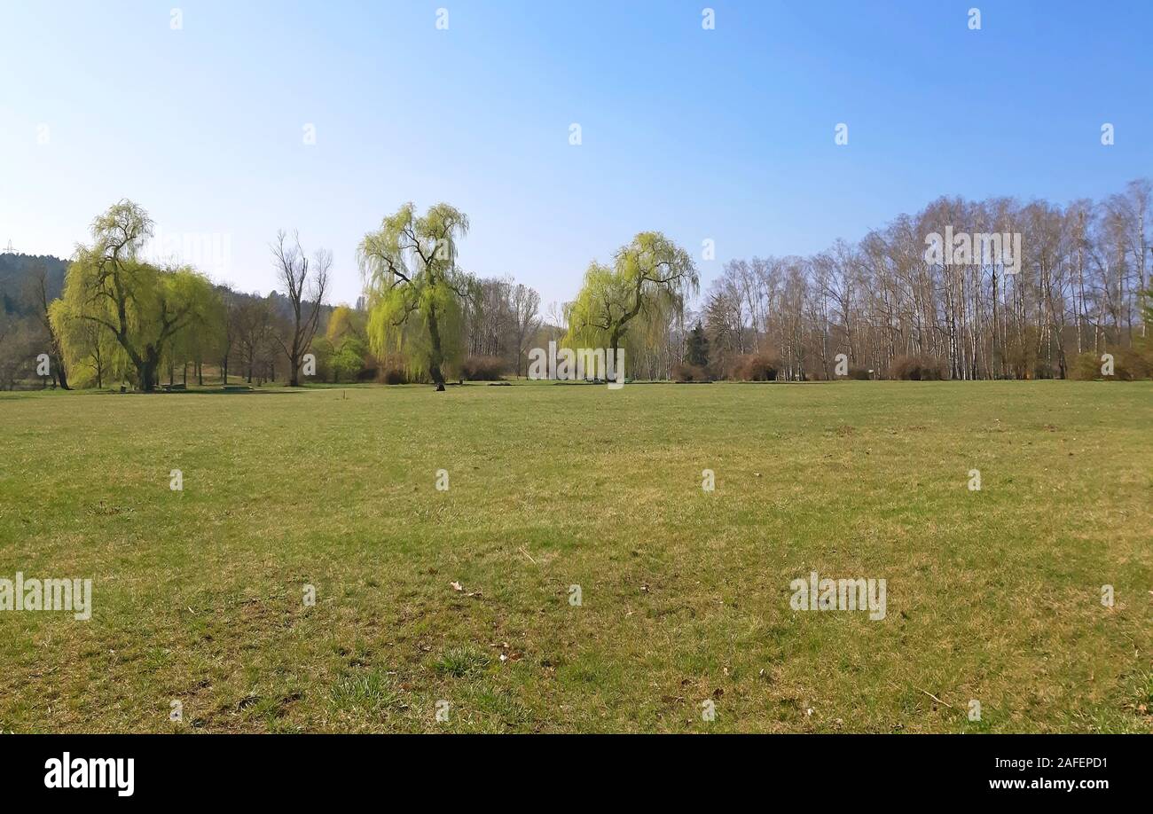 Saules à feuilles fraîches dans le parc Banque D'Images