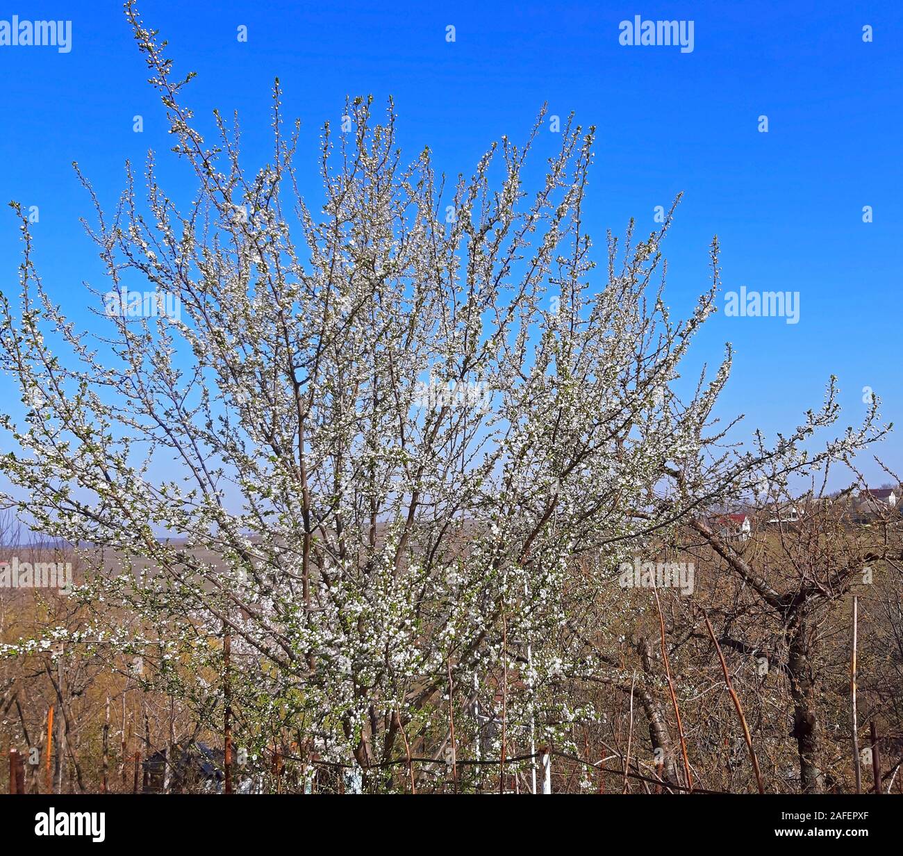 Beau ciel bleu sur les arbres en fleurs au printemps Banque D'Images