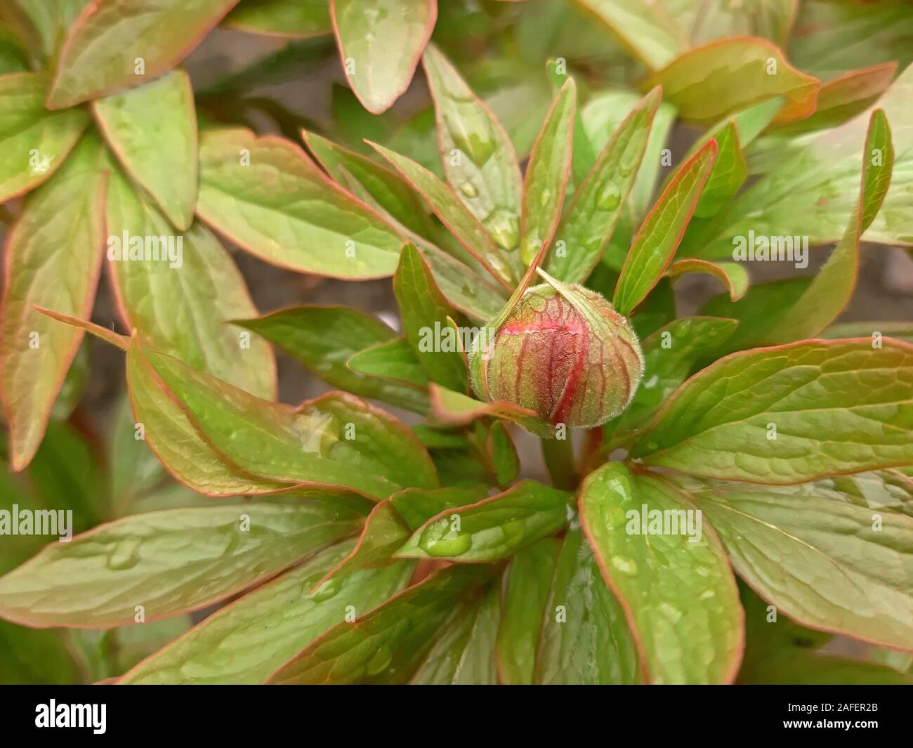 Des boutons de fleurs de pivoines dans l'heure d'été Banque D'Images