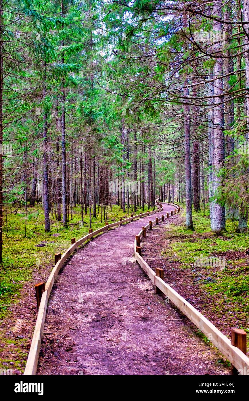 Piste dans le Parc National de Gauja, Estonie Banque D'Images