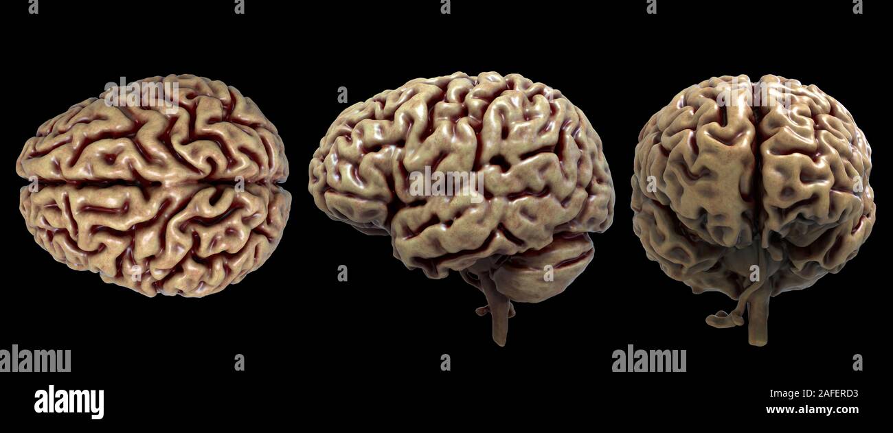 Chapeau En Fourrure Brain, Chapeau De Pensée Amusante, Accessoire Pour Costumes 3D Idéal Pour Hommes Adultes Femmes Anniversaire Maison Streettate Spectacles De Bande Dessinée Et Casquette De Carnaval