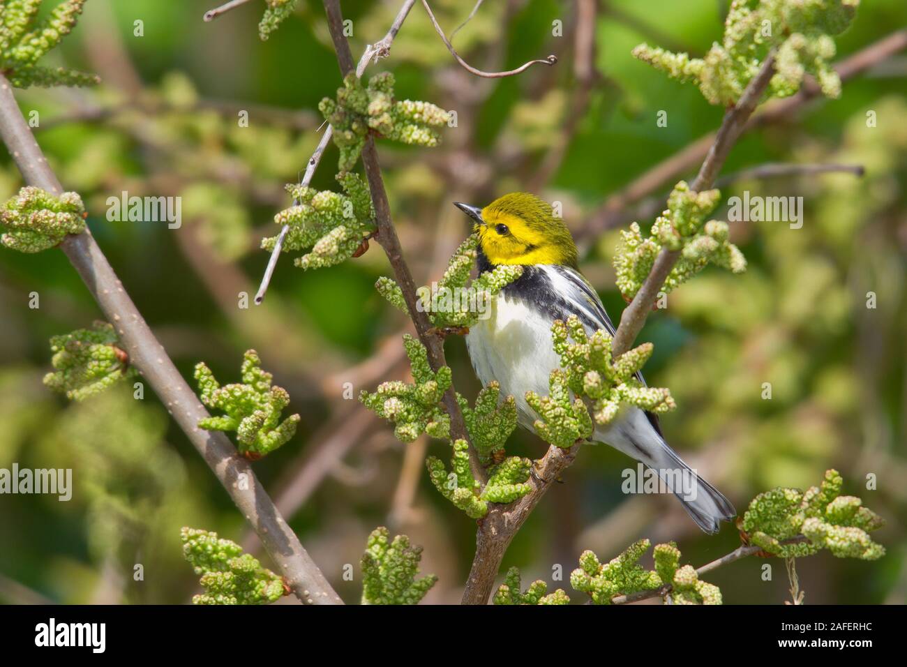 Paruline à gorge noire (Dendroica virens), homme, les pllumage Banque D'Images
