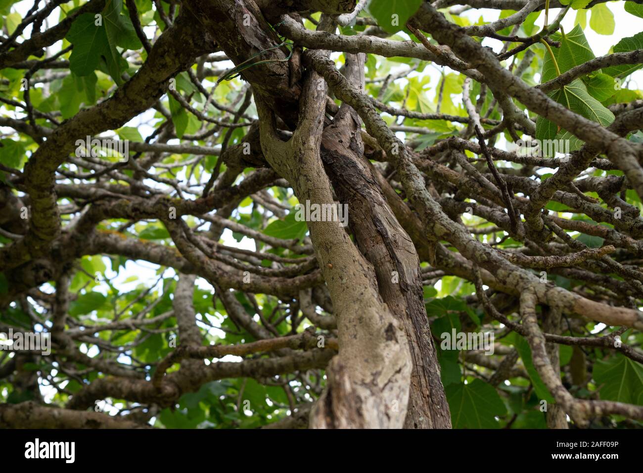 Bas Détail d'un figuier (Ficus carica) sur des poteaux, une technique de l'agriculture traditionnelle, à Formentera (Pityusic, Îles Baléares, Espagne) Banque D'Images