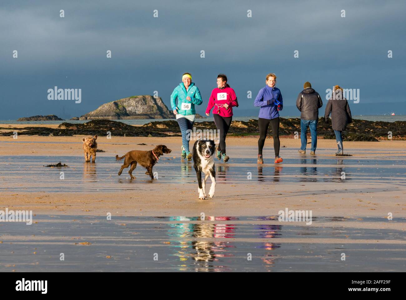 Femmes courir avec les chiens sur beach, North Berwick, East Lothian, Scotland, UK Banque D'Images