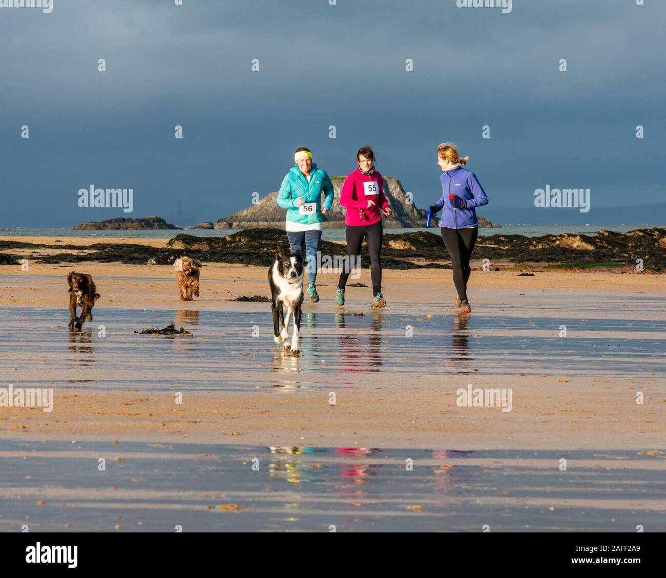 Femmes courir avec les chiens sur beach, North Berwick, East Lothian, Scotland, UK Banque D'Images